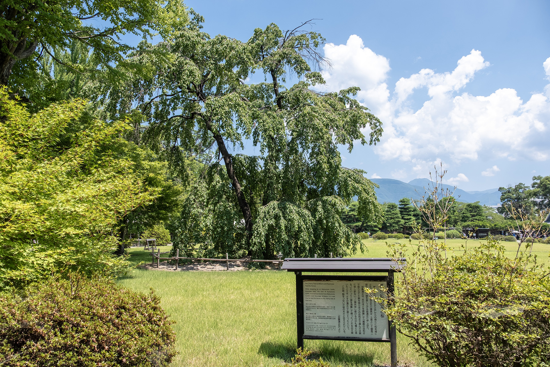 駒つなぎの桜 (2025)