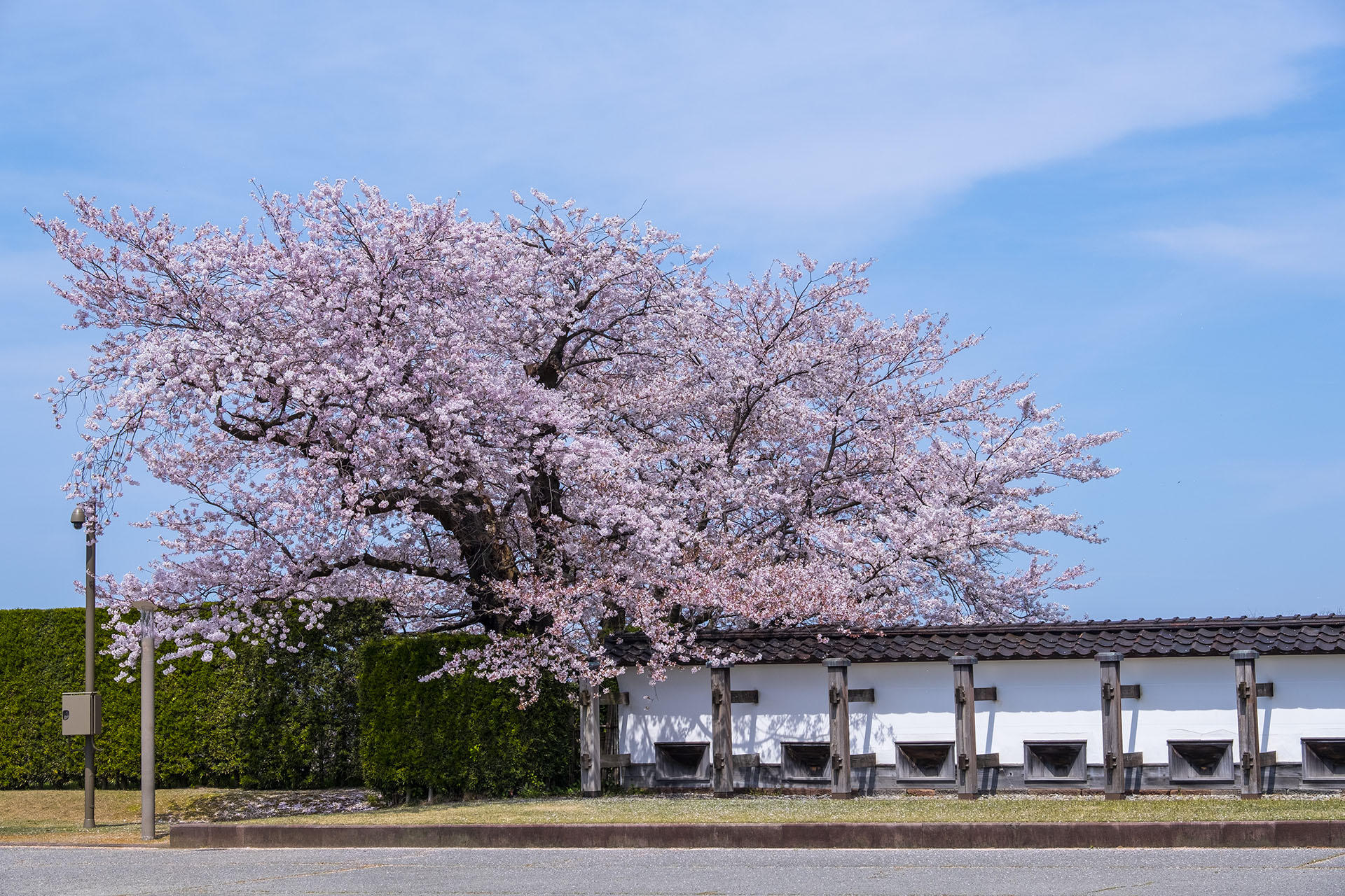 三の丸北園地 (2023)
