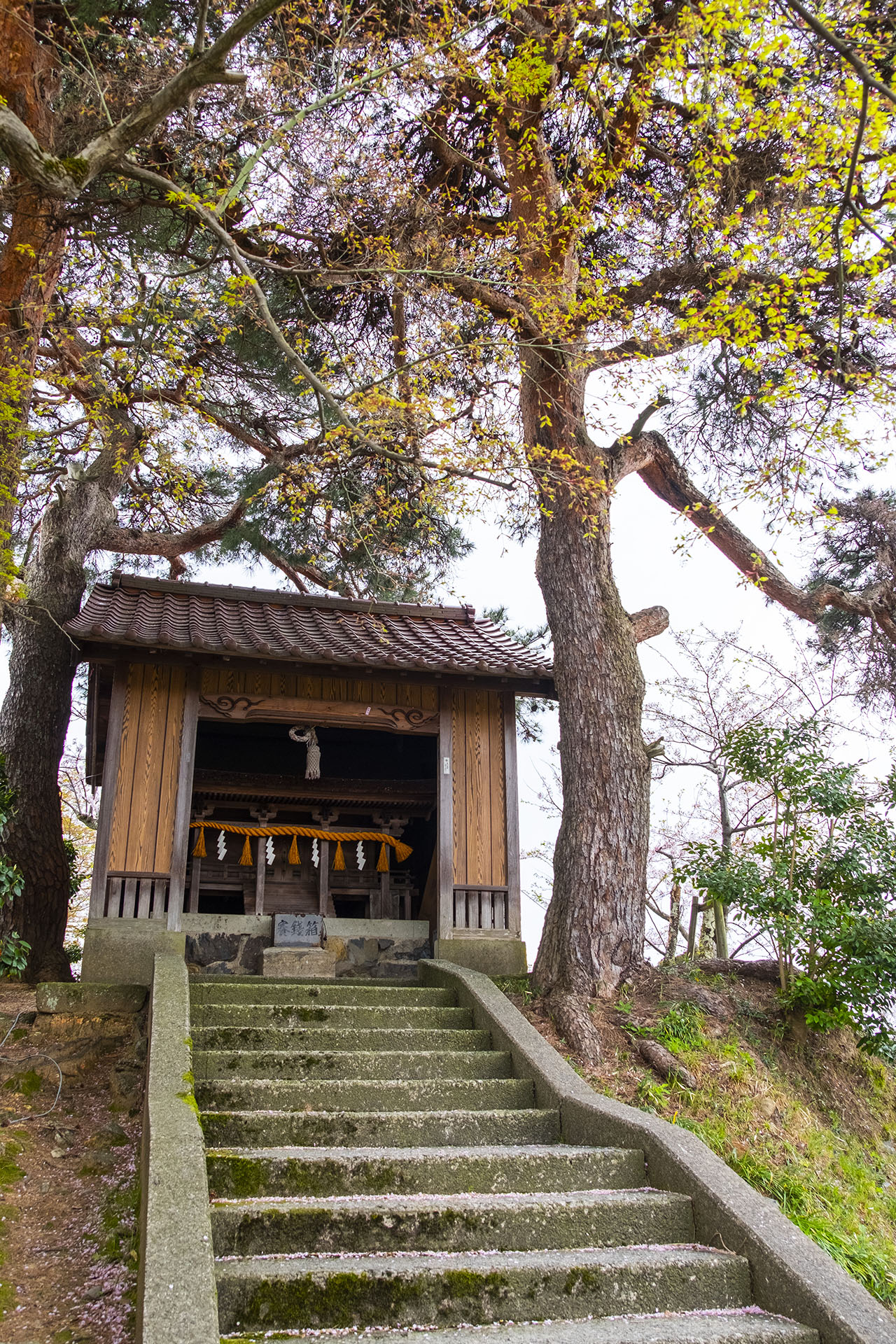 丸岡城八幡神社 (2023)