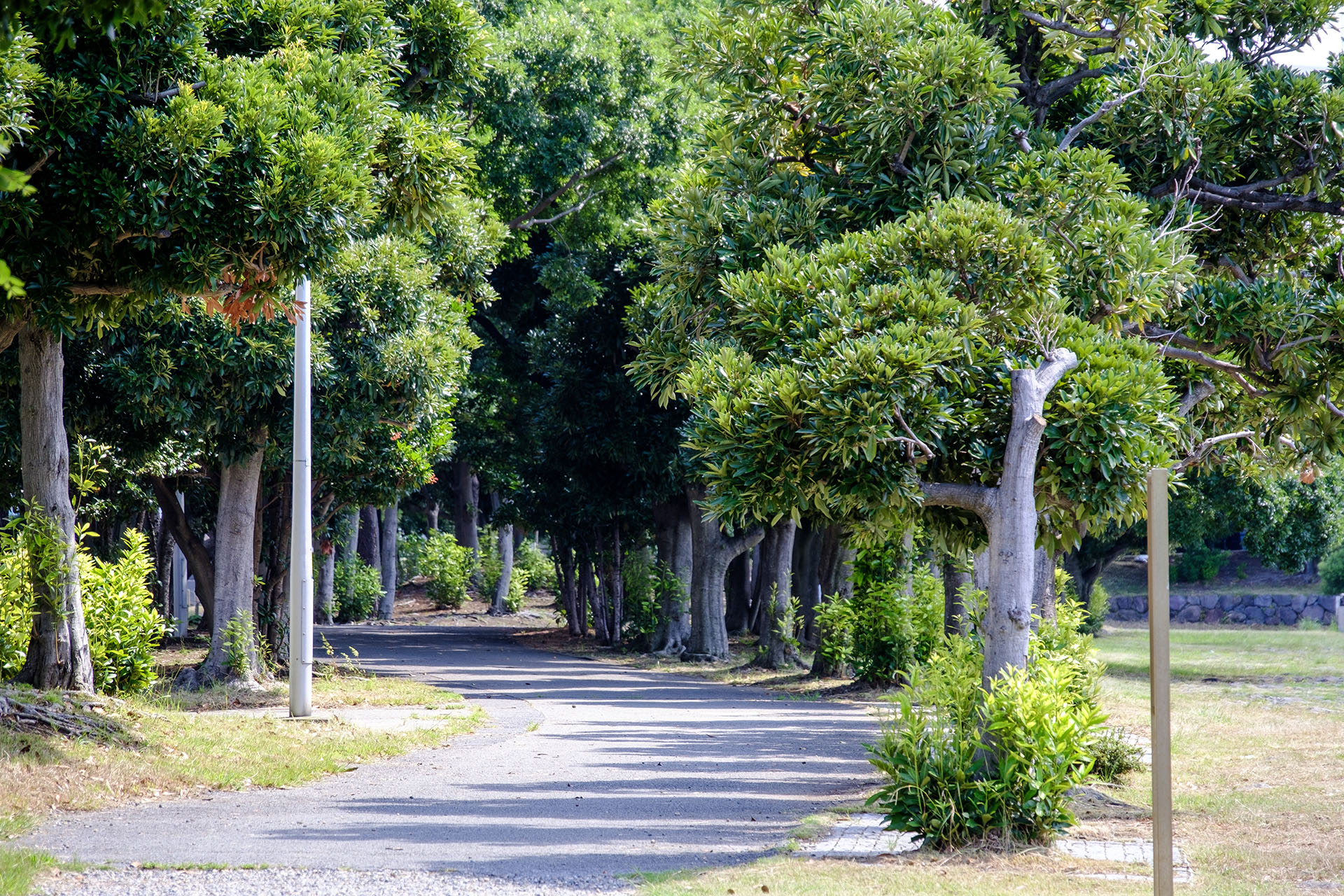 台場海浜公園步道 (2024)