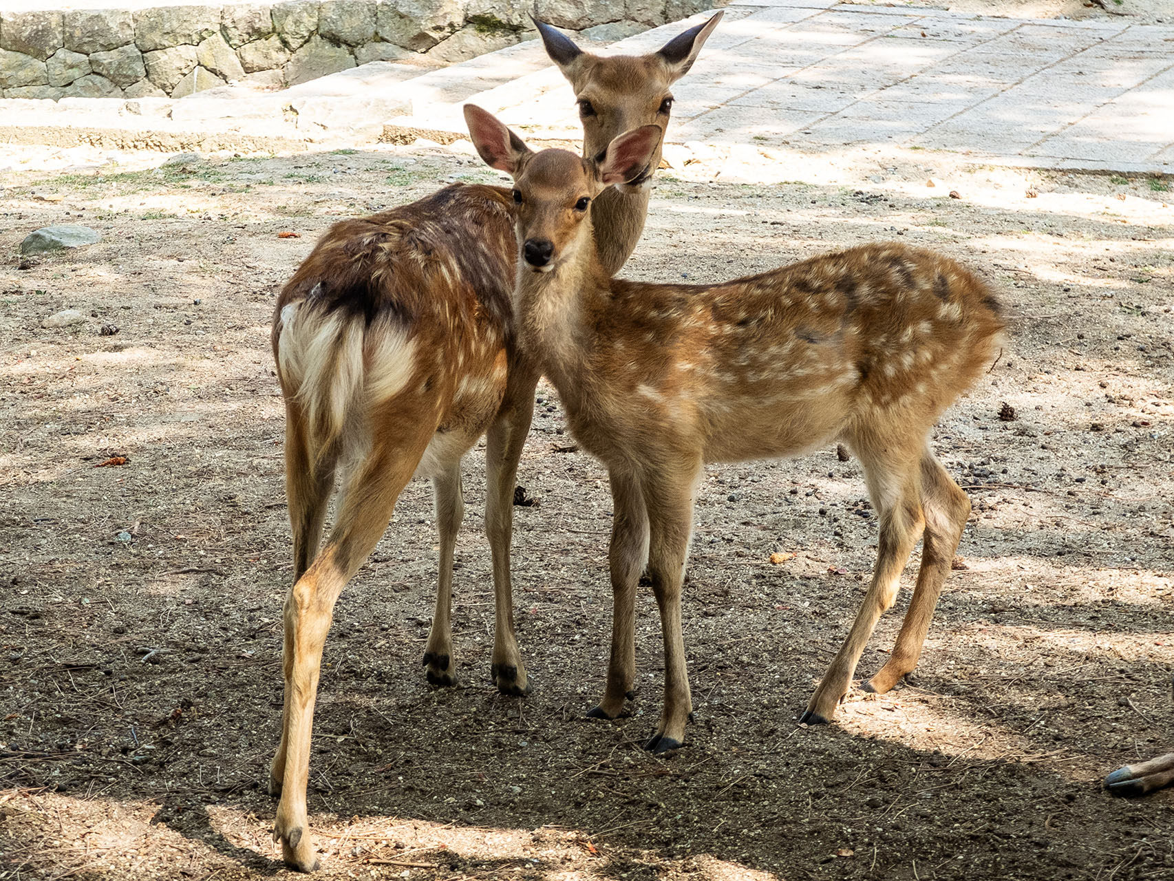 奈良公園 (2018)