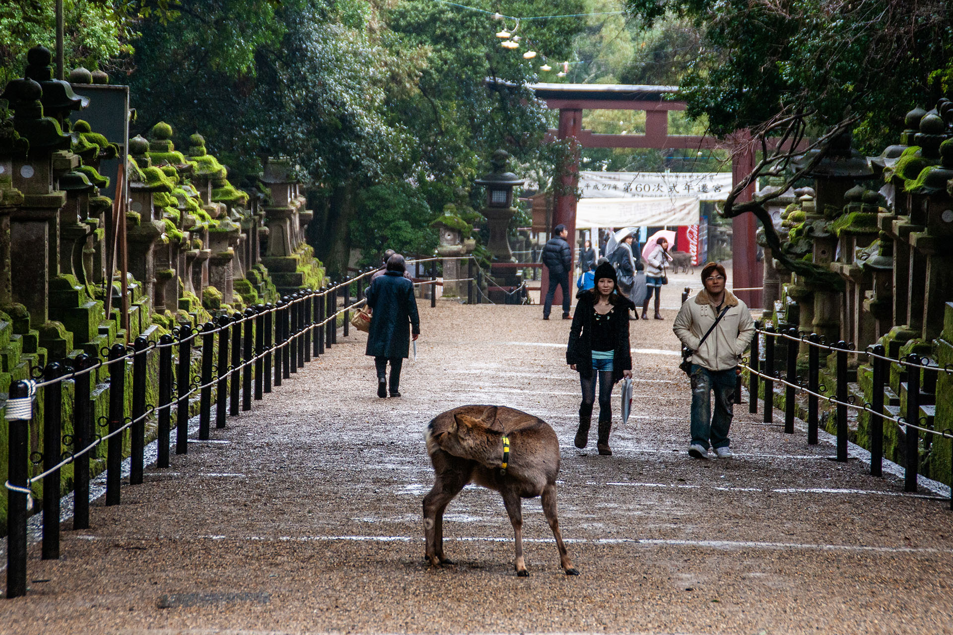 春日大社 (2009)