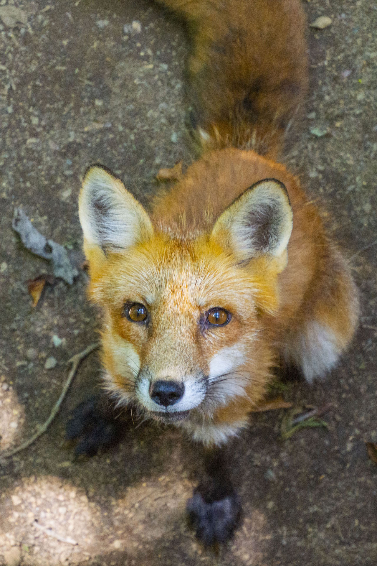 白石藏王 狐狸村 - 2019