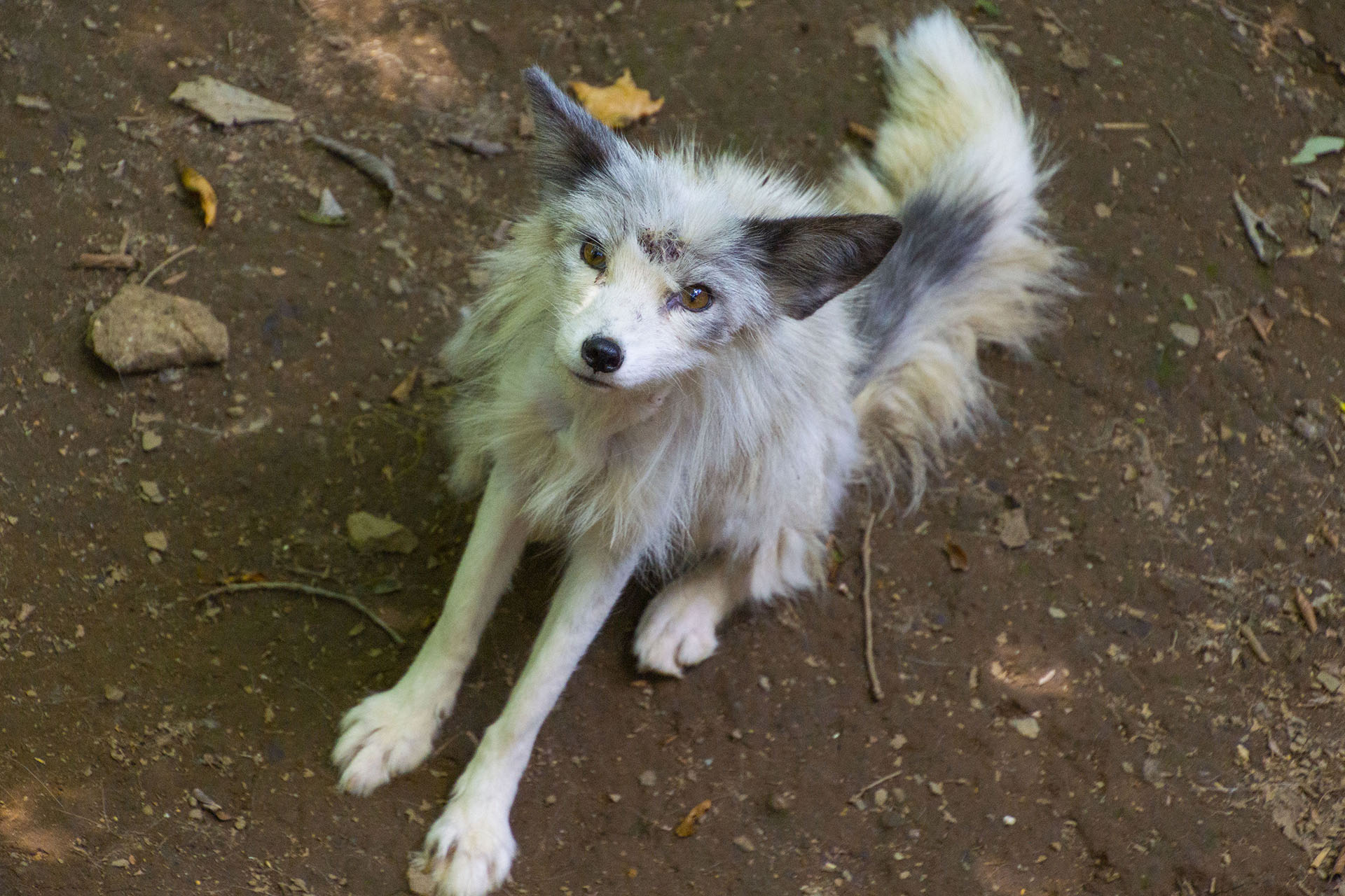 白石藏王 狐狸村 - 2019