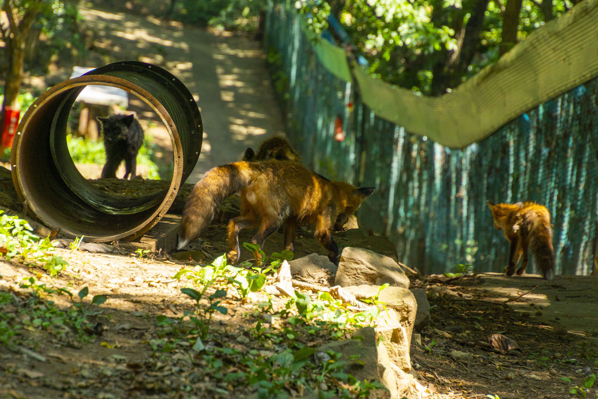 白石藏王 狐狸村 - 2019
