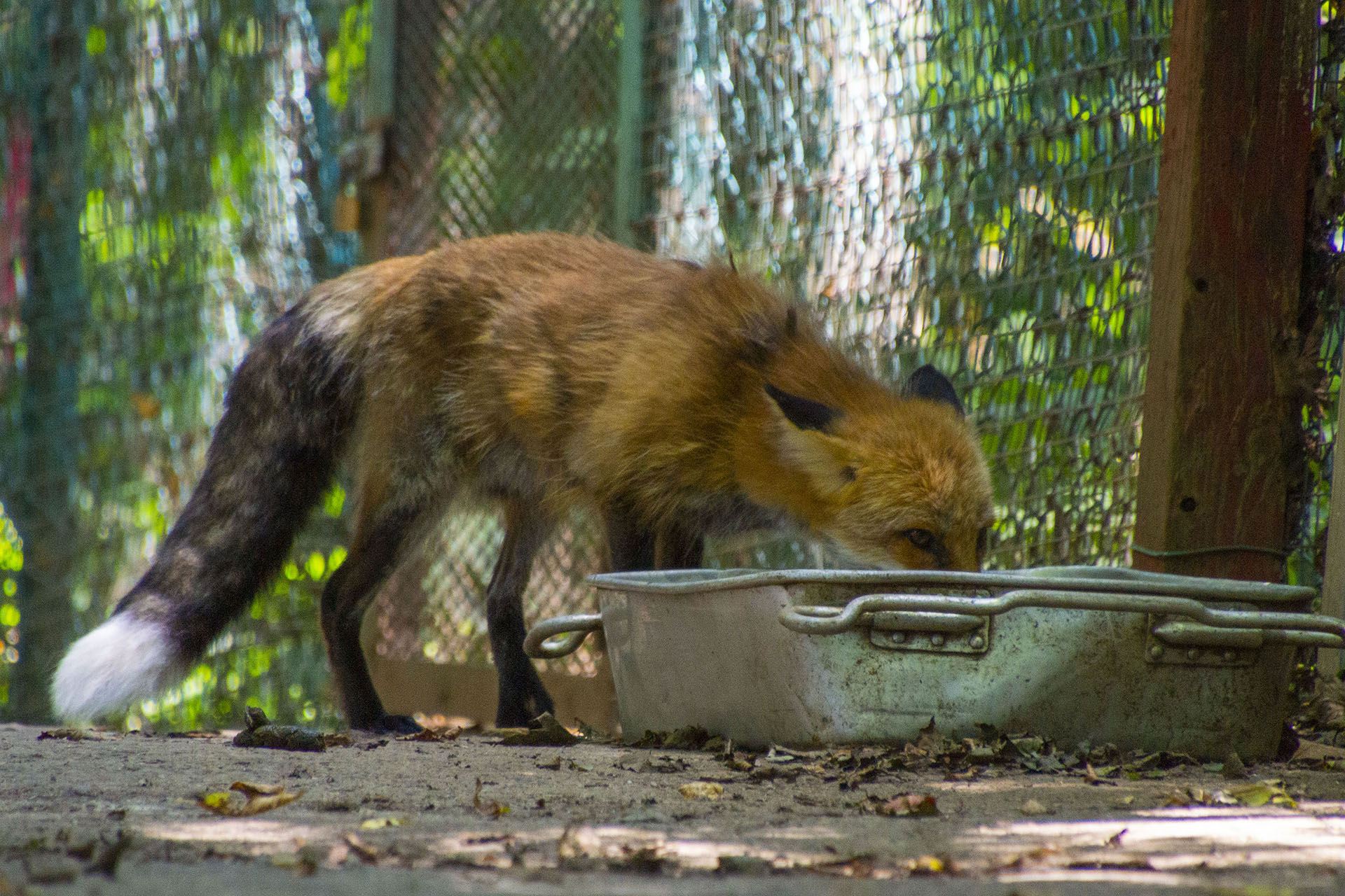 白石藏王 狐狸村 - 2019