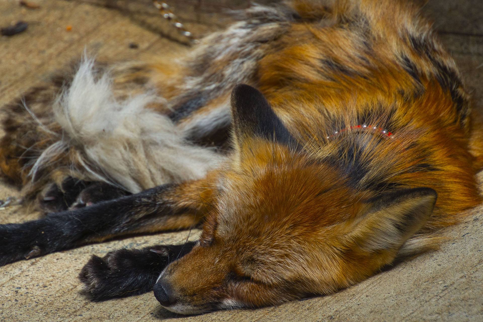 白石藏王 狐狸村 - 2019