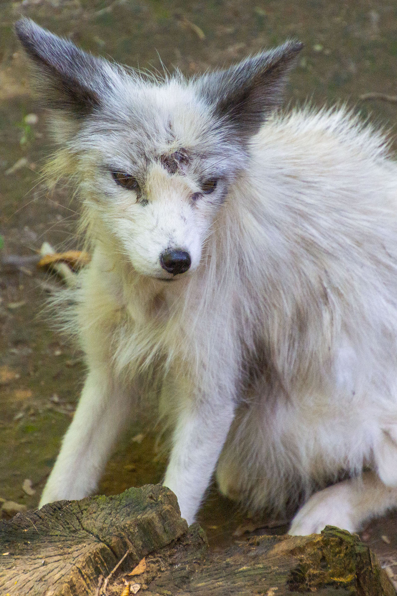 白石藏王 狐狸村 - 2019