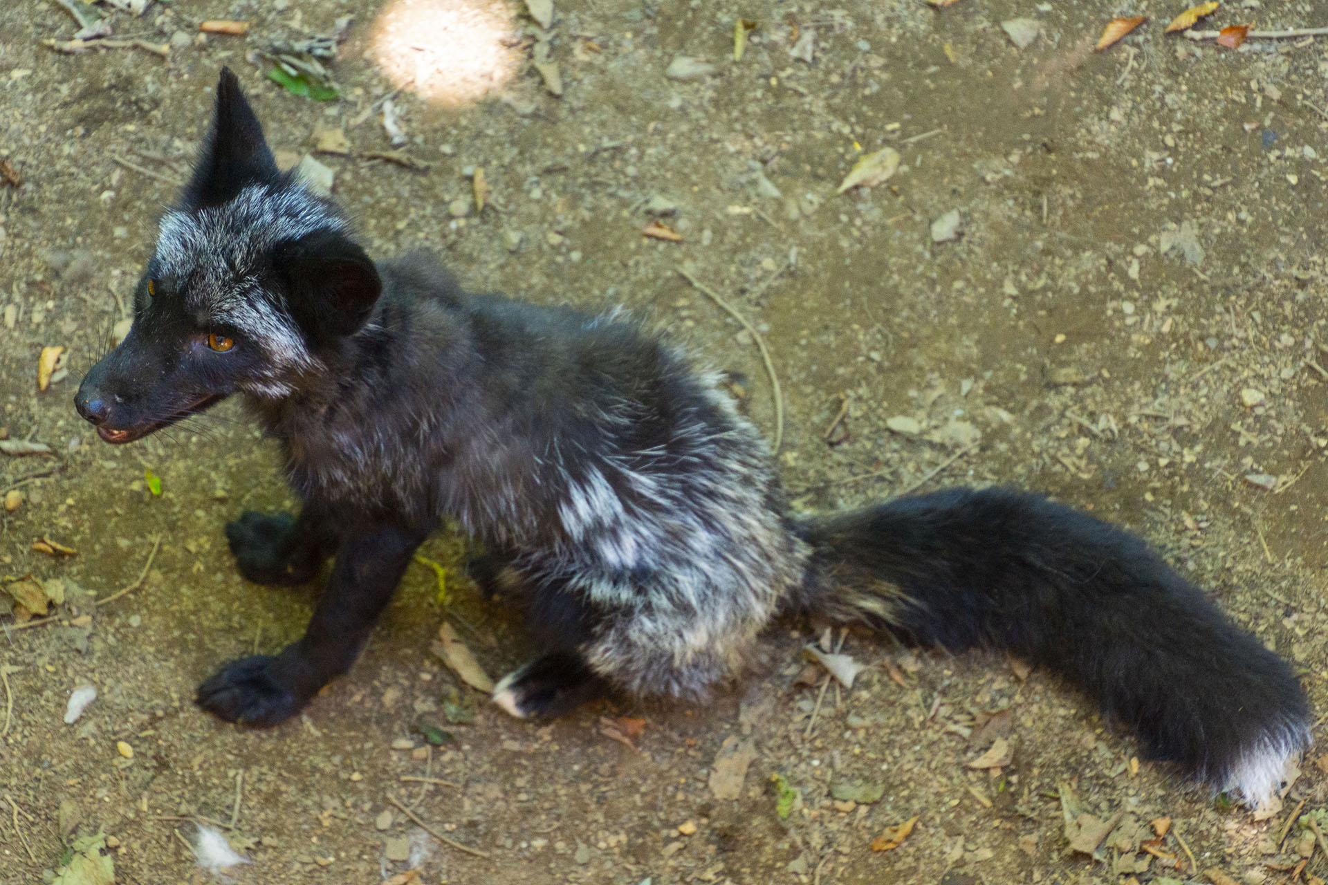 白石藏王 狐狸村 - 2019