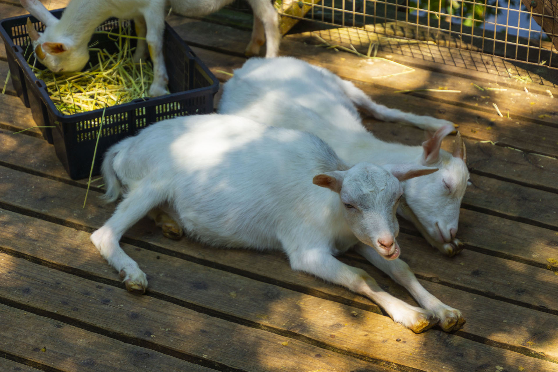 白石藏王 狐狸村 - 2019