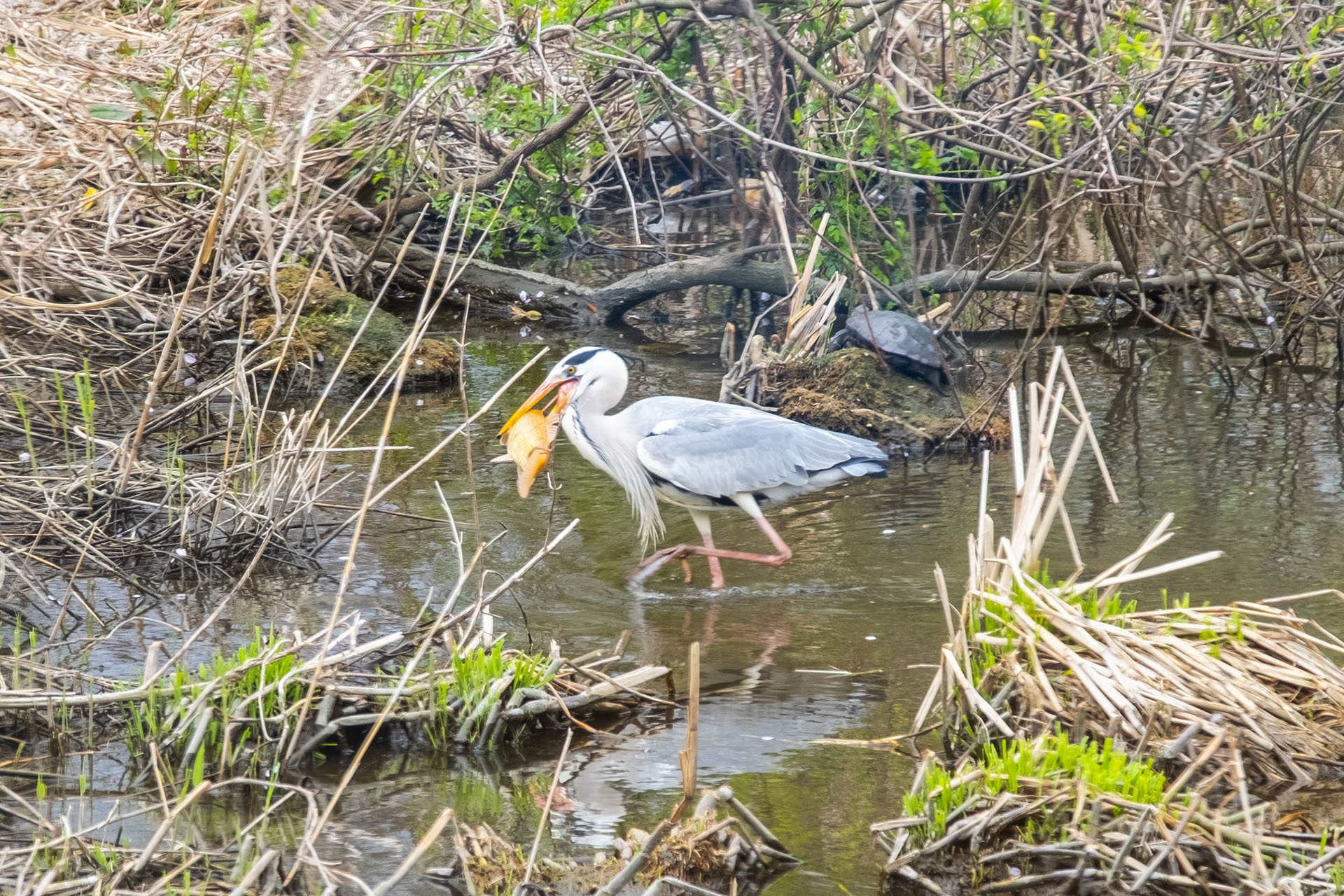 富岩運河環水公園 野鳥保育區 (2023)