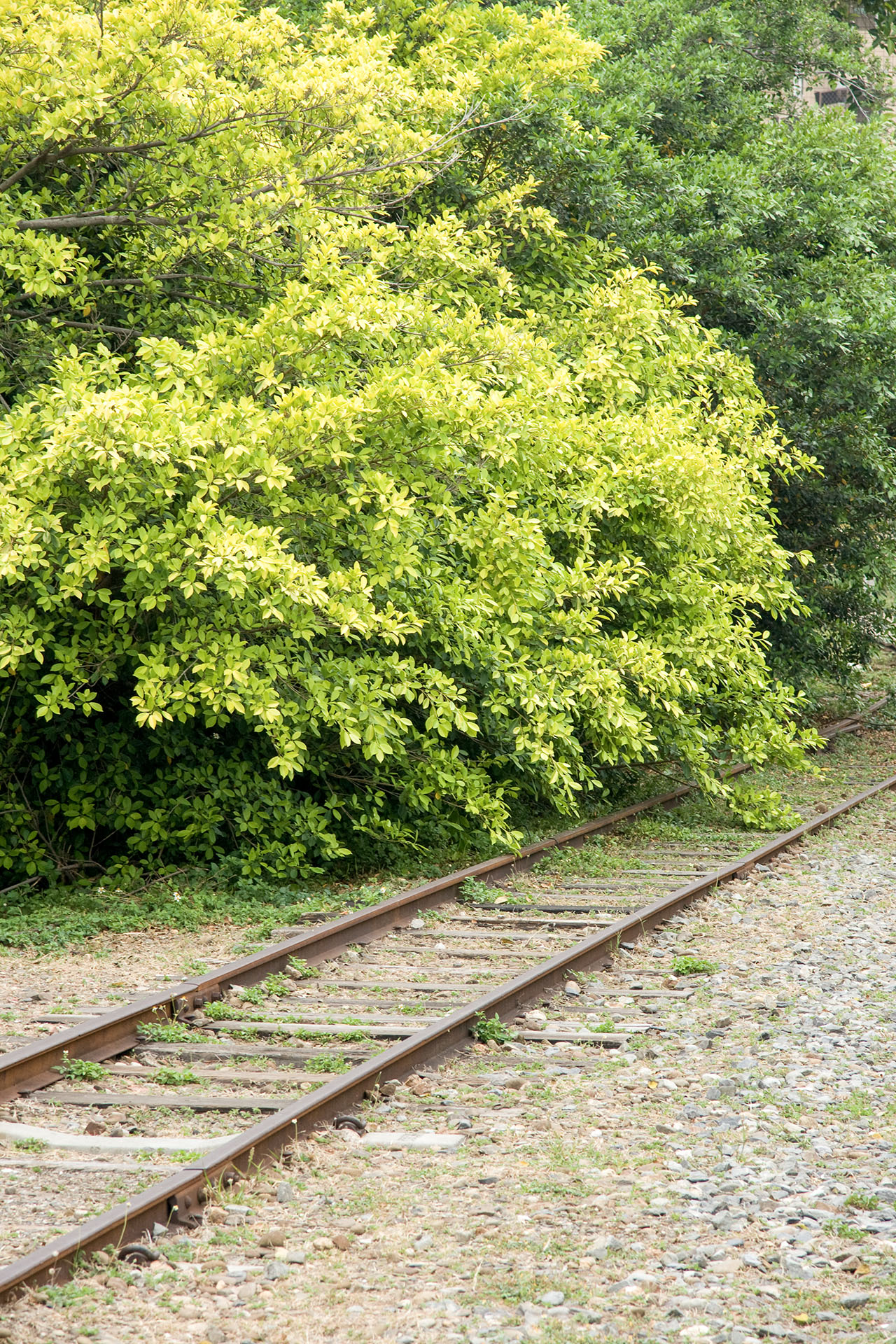 舊鐵路軌 - 2008