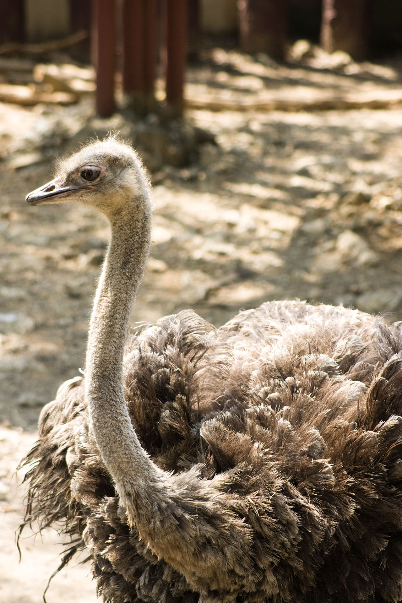 壽山動物園 - 2008