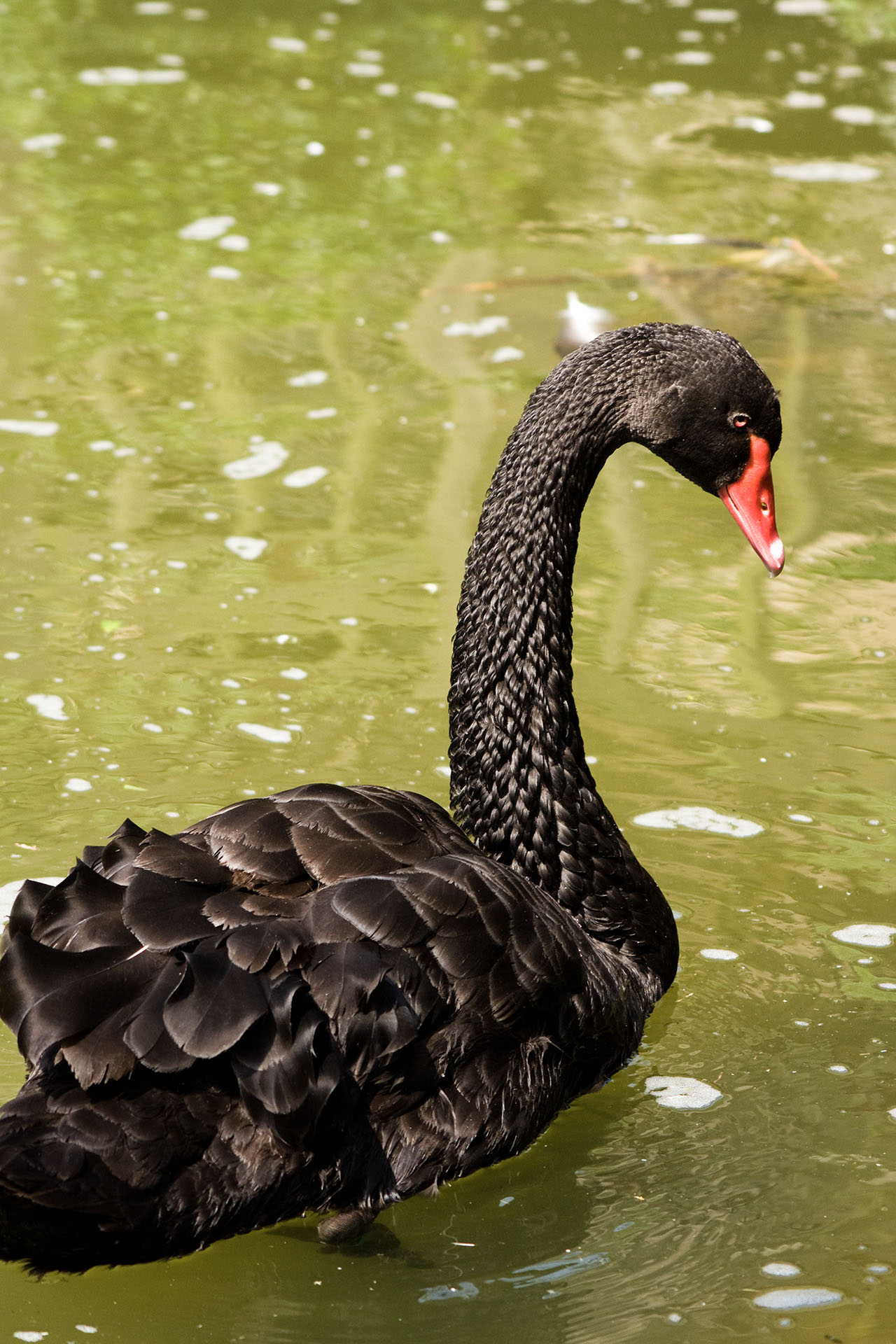 壽山動物園 - 2008