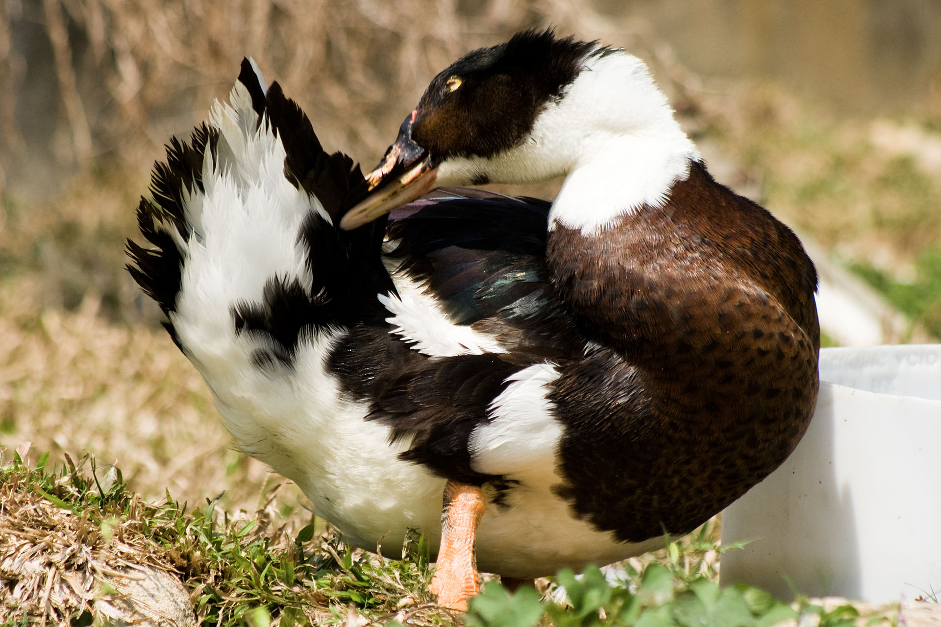壽山動物園 - 2008