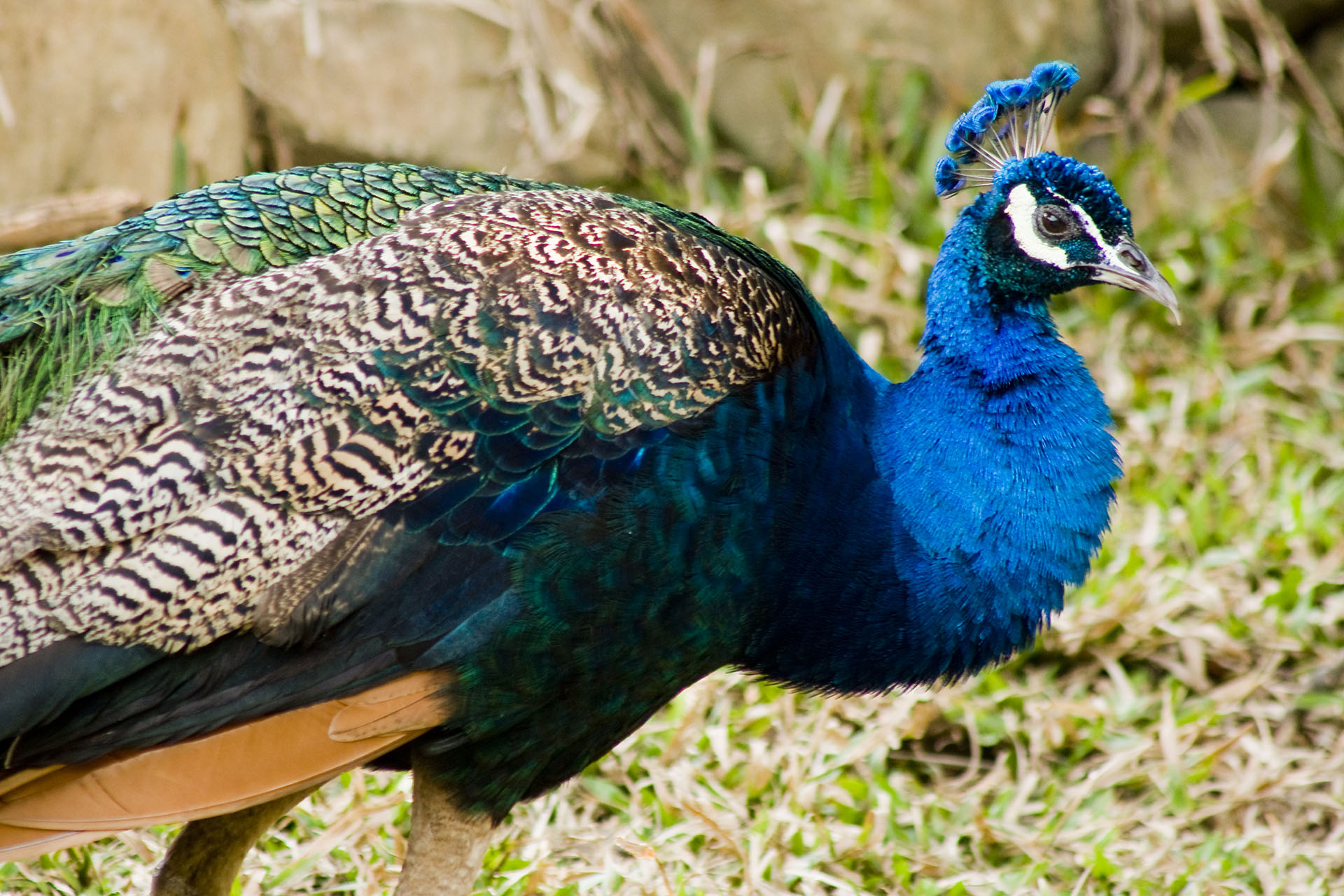 壽山動物園 - 2008