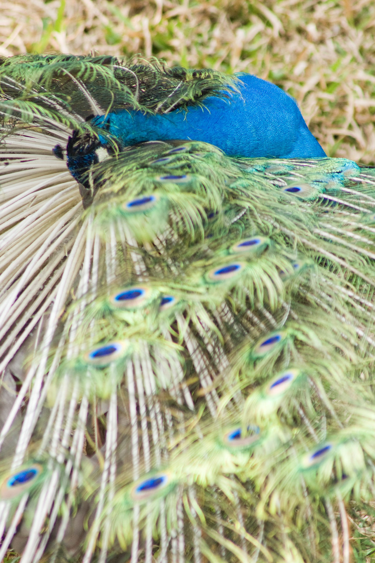 壽山動物園 - 2008