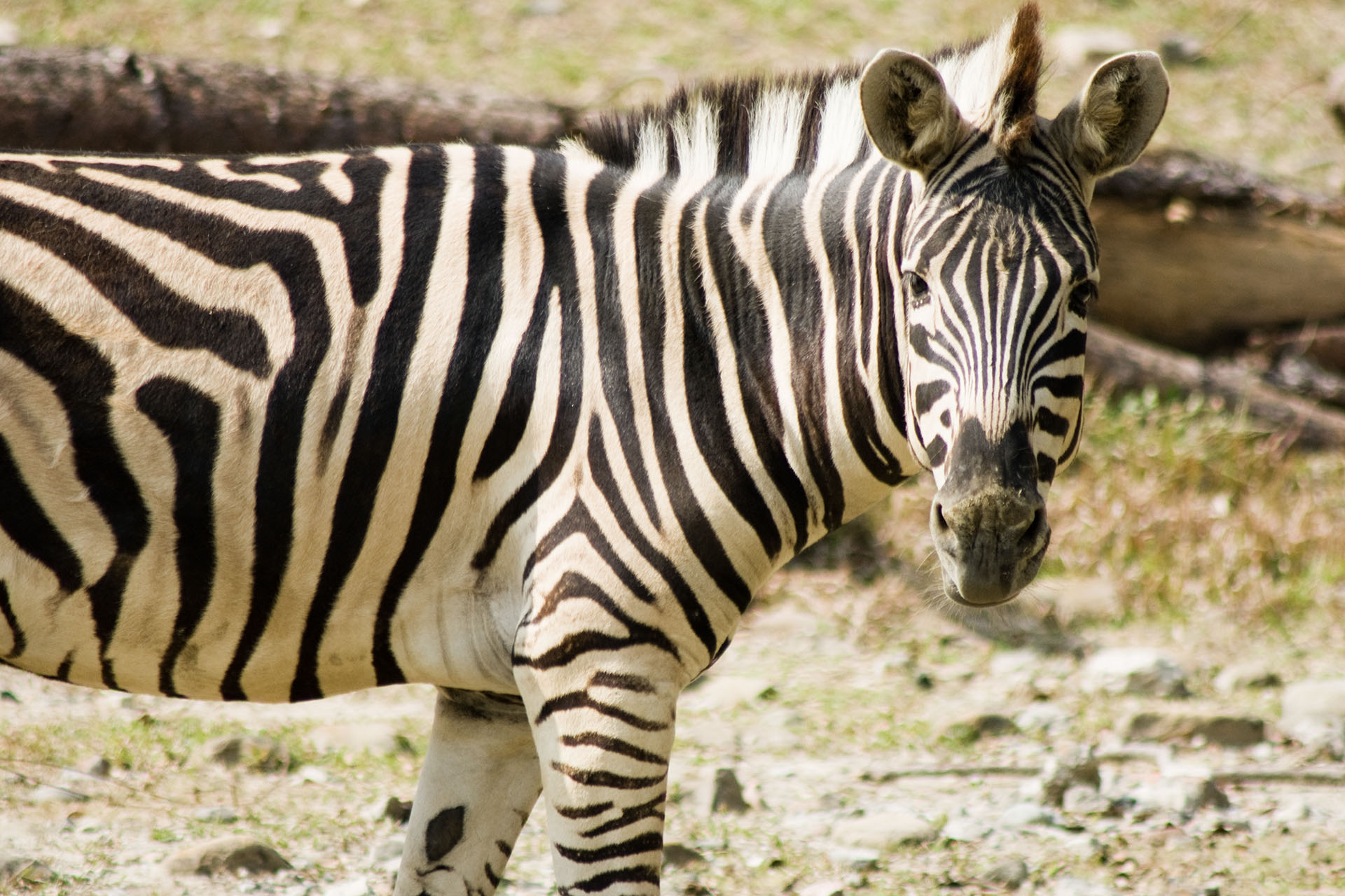 壽山動物園 - 2008