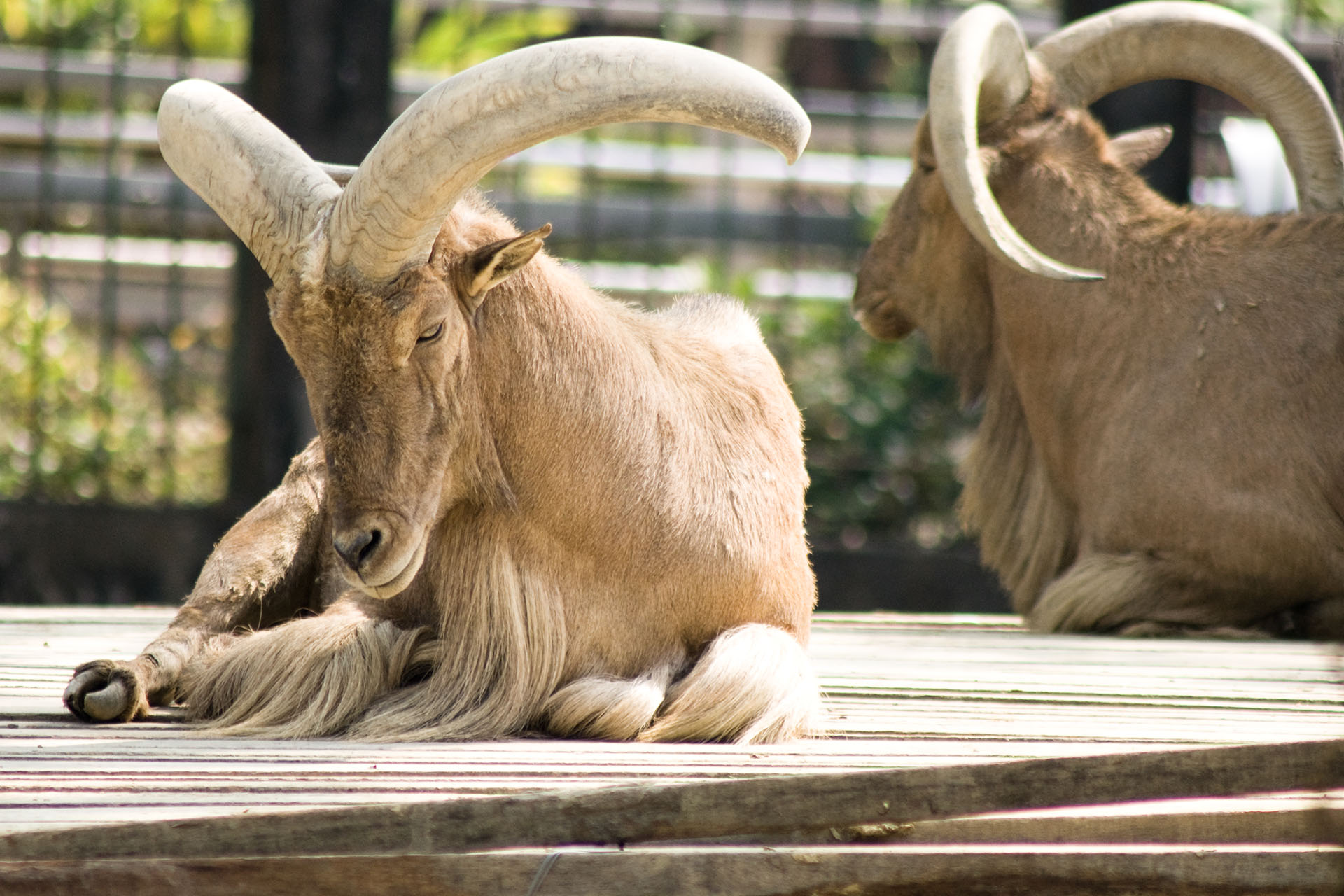 壽山動物園 - 2008