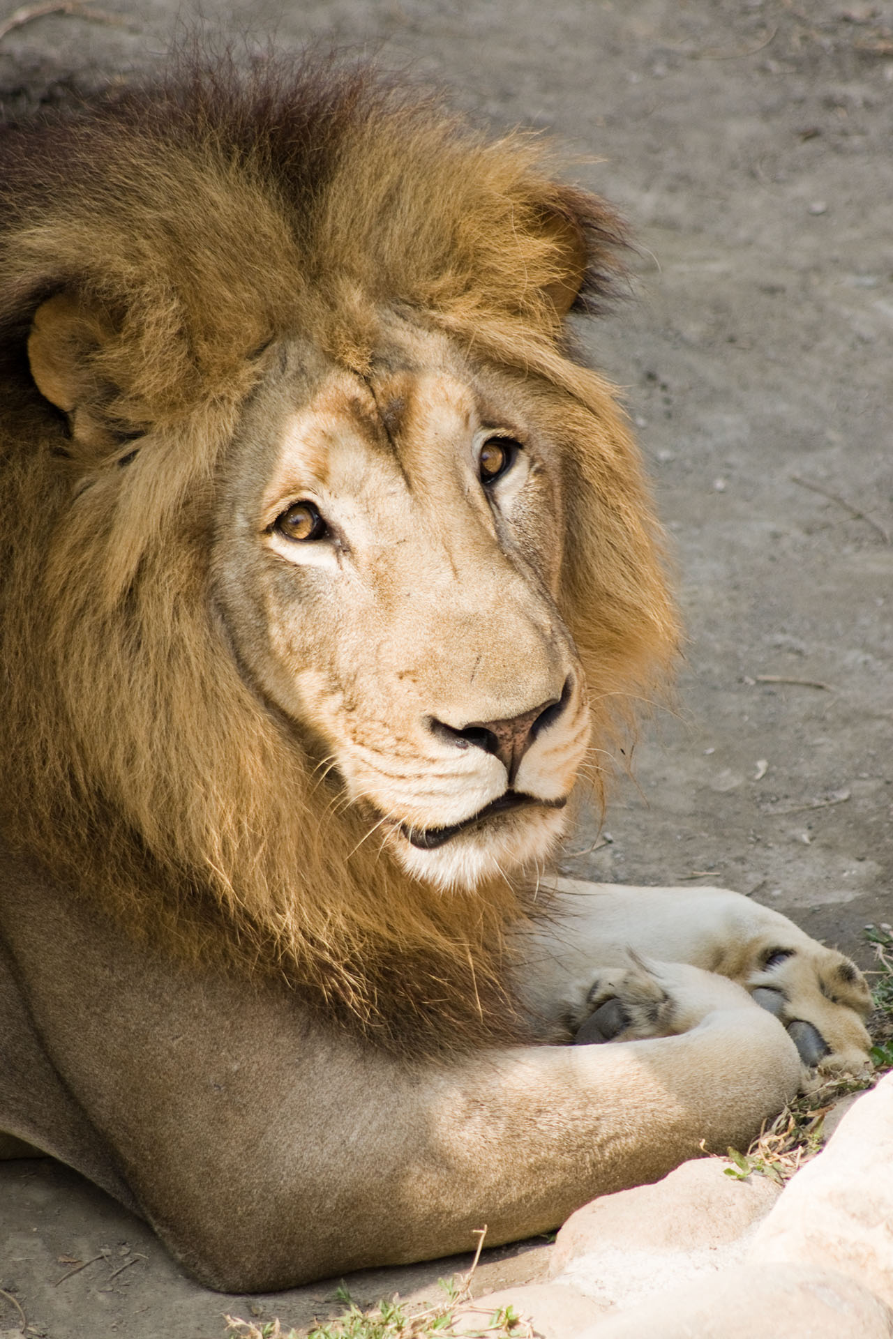 壽山動物園 - 2008
