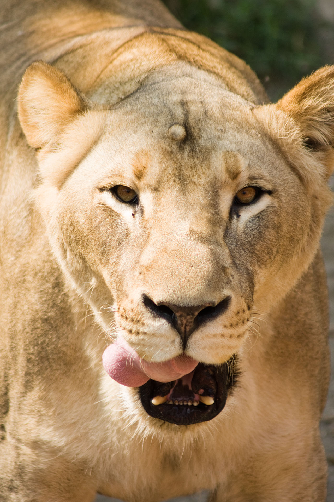 壽山動物園 - 2008