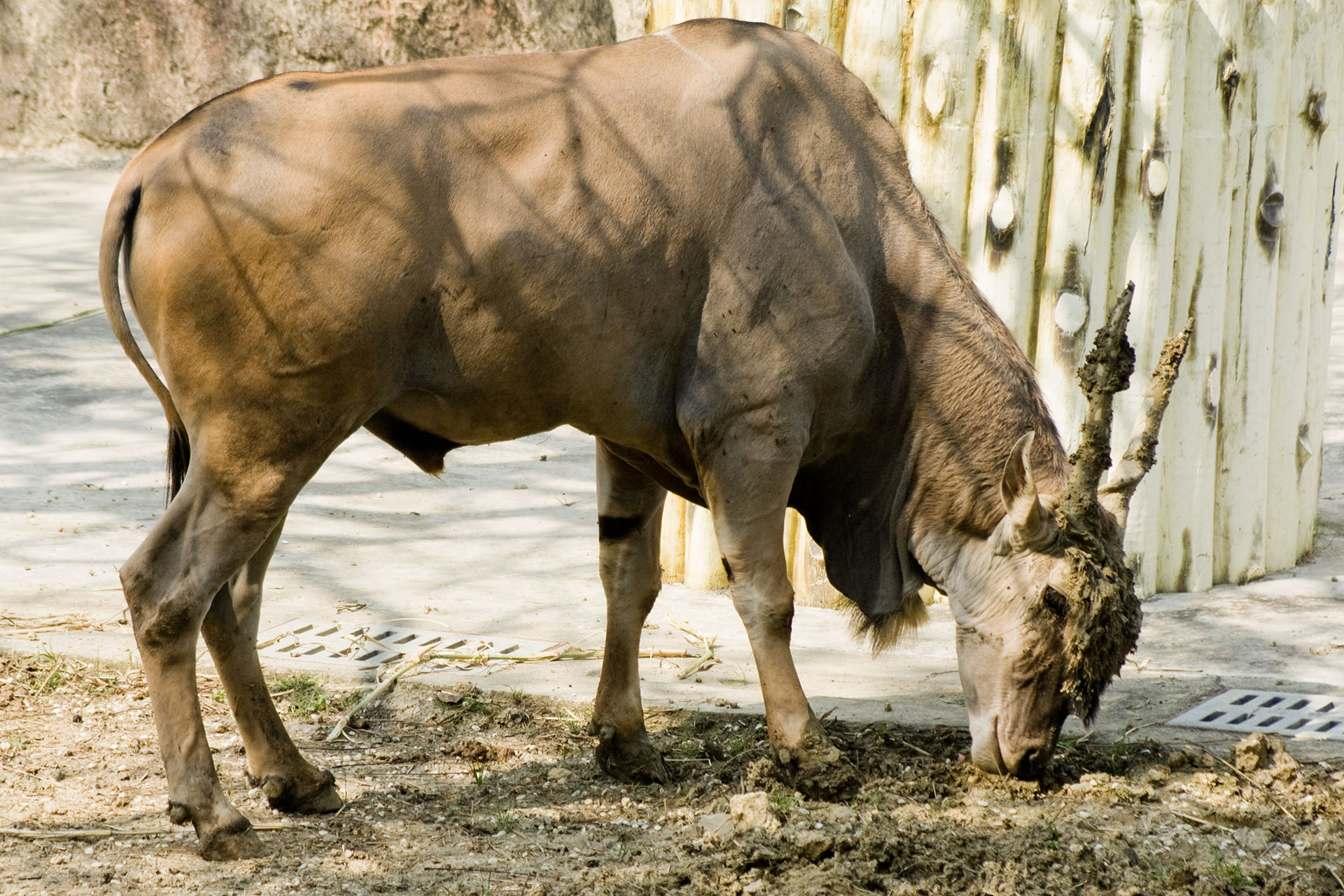 壽山動物園 - 2008