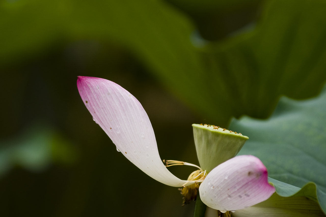 Sony A700, Minolta HS AF 80-200/2.8G APO. Processed in Adobe Camera Raw and Photoshop.