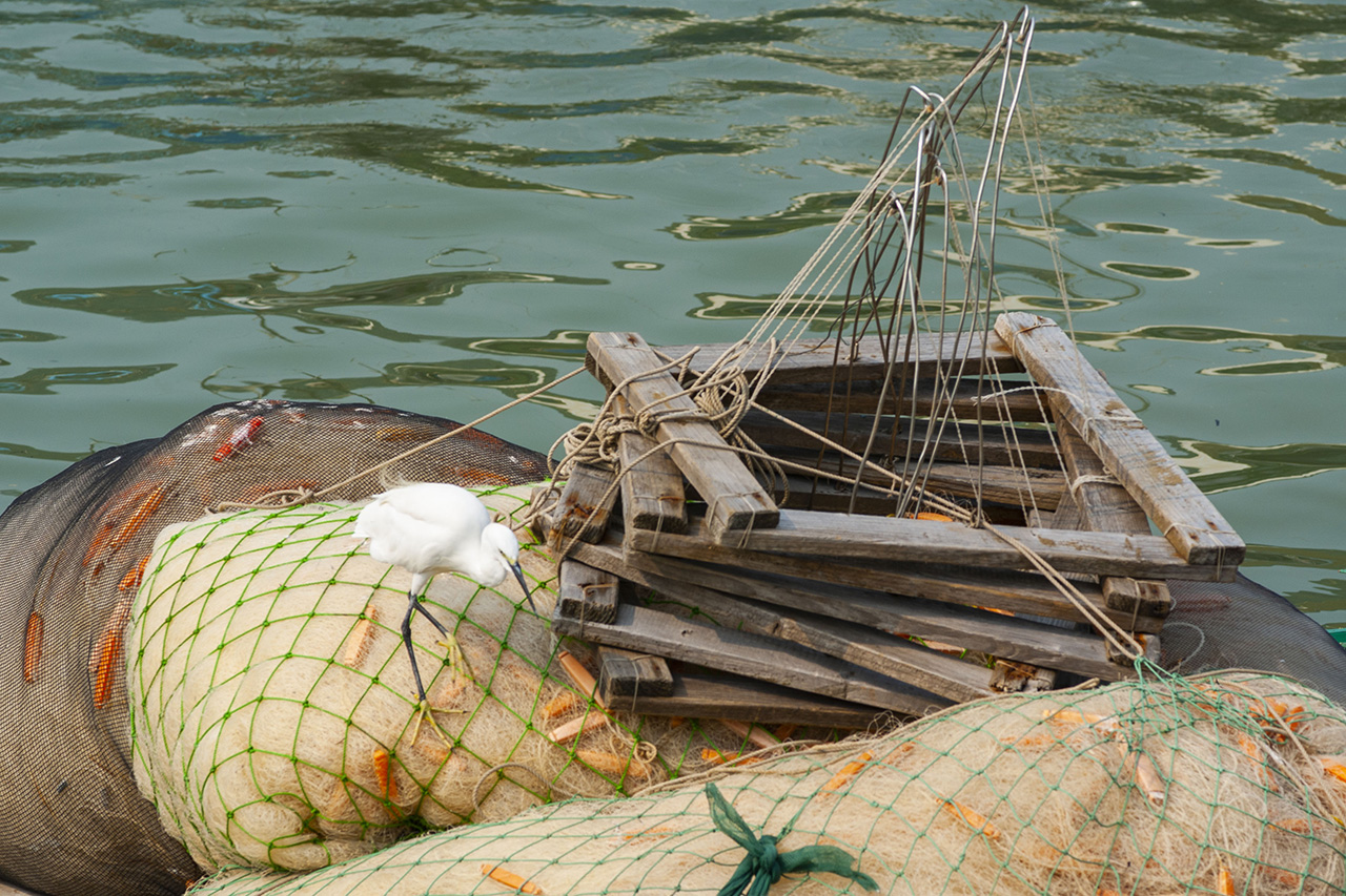 Tai O (2007)